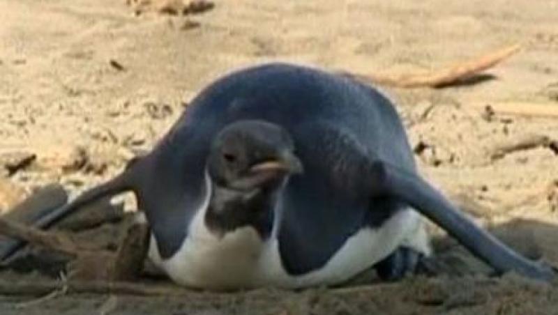 VIDEO! Pinguinul imperial Happy Feet, la a treia operatie