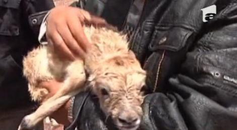 VIDEO! China: O familie a salvat de la moarte un pui de antilopa