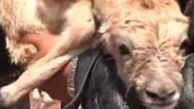 VIDEO! China: O familie a salvat de la moarte un pui de antilopa