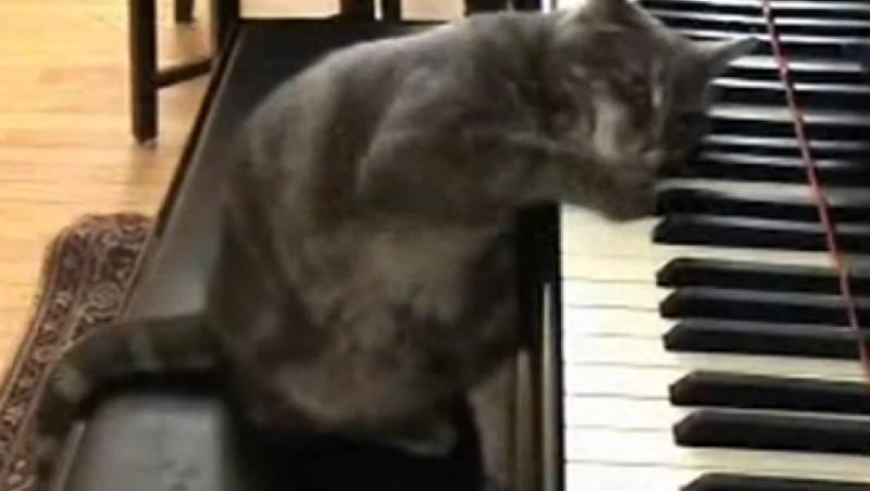 VIDEO! Si pisicile stiu sa cante la pian