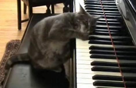 VIDEO! Si pisicile stiu sa cante la pian