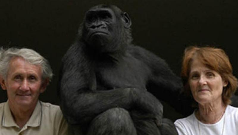 Doi francezi cresc o gorila ca pe propriul copil