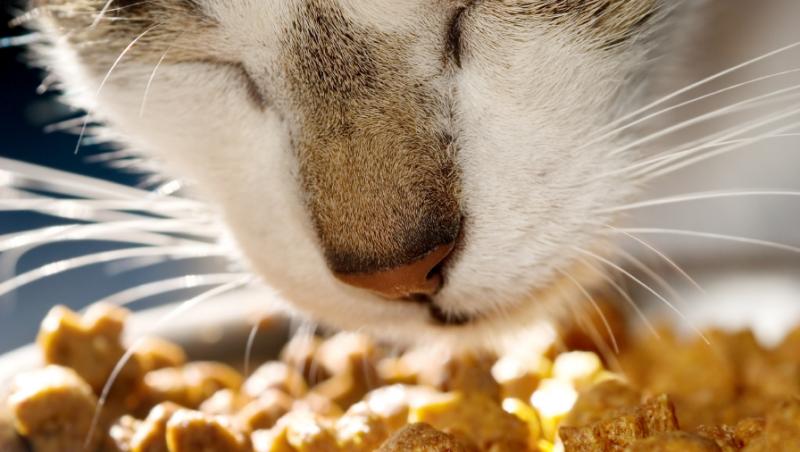 Este buna hrana cruda pentru pisici?