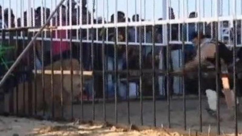 VIDEO! Un egiptean s-a bagat in gura leului de dragul turismului national