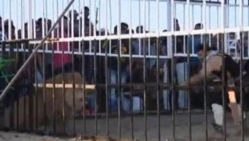 VIDEO! Un egiptean s-a bagat in gura leului de dragul turismului national