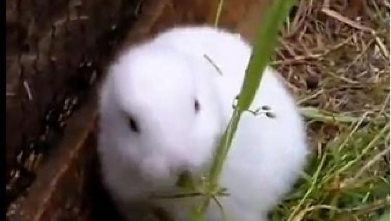 Efectele radiatiilor de la Fukushima: Un iepure fara urechi!