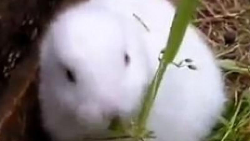 Efectele radiatiilor de la Fukushima: Un iepure fara urechi!