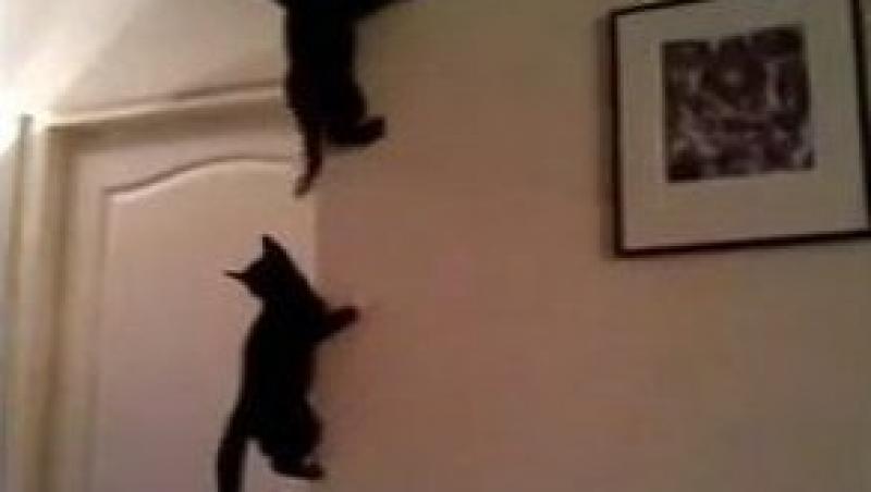 VIDEO! Pisicile paiajen, noua generatie de feline!