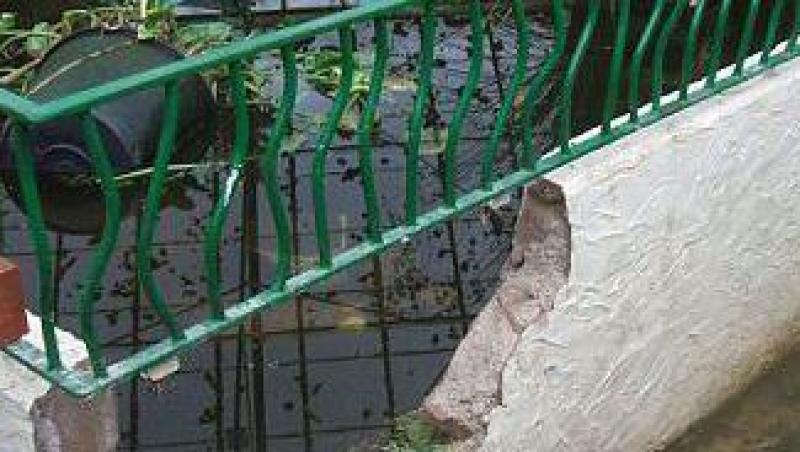 Manchester: Un copil a decapitat 18 pasari si a spart toate ferestrele unei Zoo