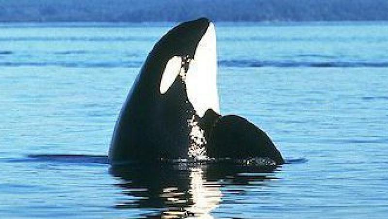 VIDEO! O balena cu aripioara se joaca pe langa o ambarcatiune
