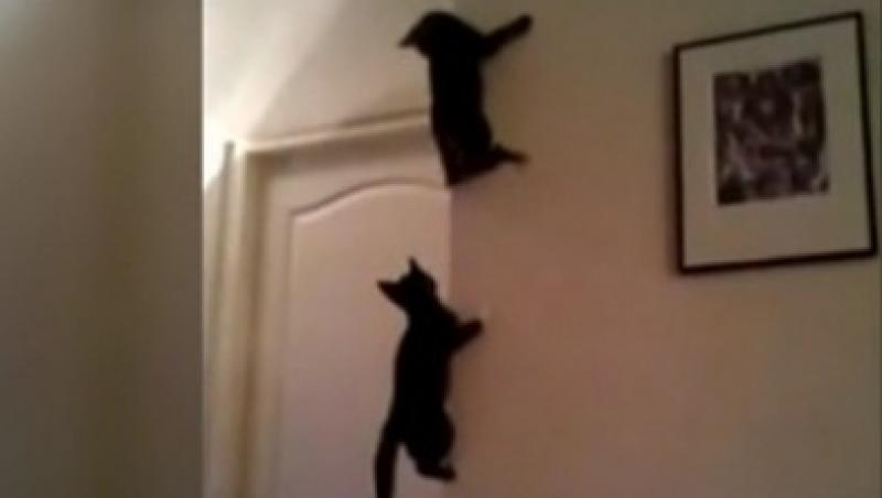 VIDEO! Cunoaste-le pe singurele pisici ninja din lume!