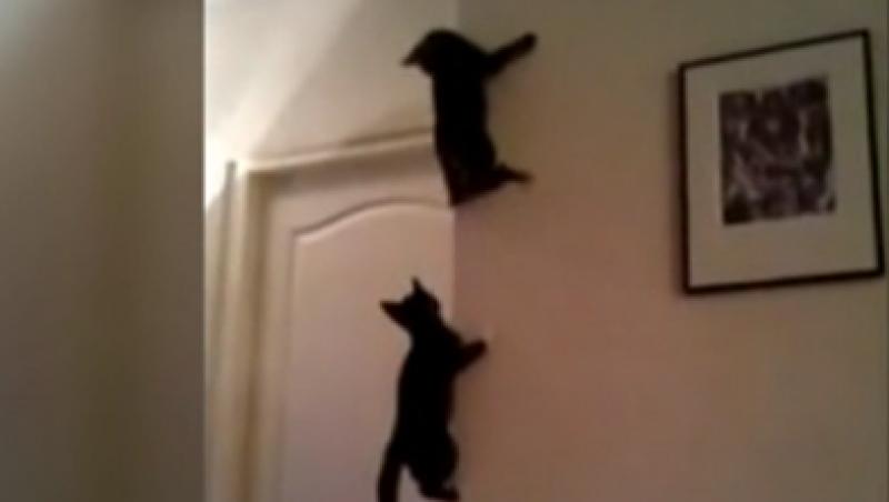 VIDEO! Cunoaste-le pe singurele pisici ninja din lume!
