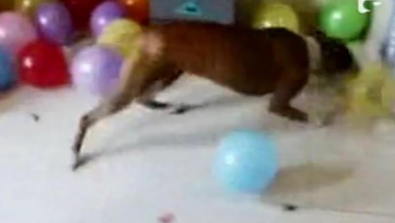 VIDEO! Singurul caine suparat pe... baloane colorate!