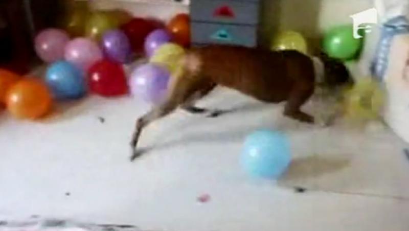 VIDEO! Singurul caine suparat pe... baloane colorate!