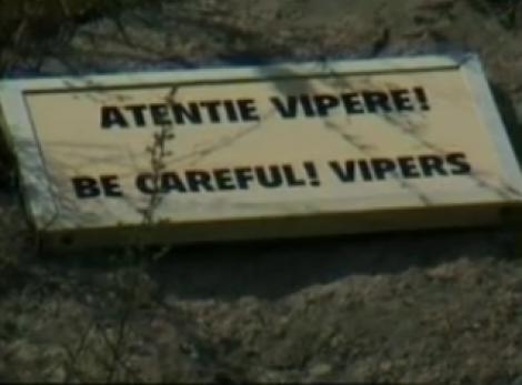 VIDEO! Invazie de serpi si capuse in satele de munte din Hunedoara!
