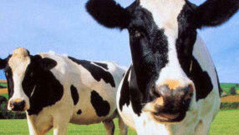 Chinezii au inventat vaca cu lapte... uman