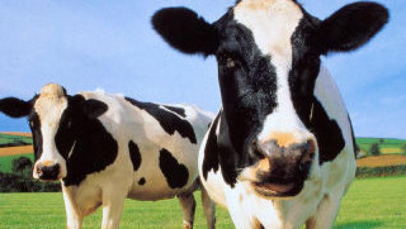 Chinezii au inventat vaca cu lapte... uman