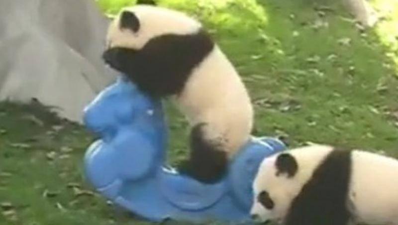 VIDEO! Ursuletii Panda contraataca: Joaca din padure