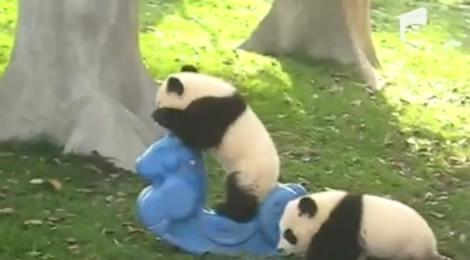 VIDEO! Ursuletii Panda contraataca: Joaca din padure