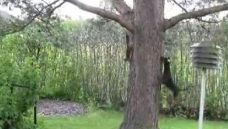 VIDEO! O veverita si un caine se alearga in jurul pomului