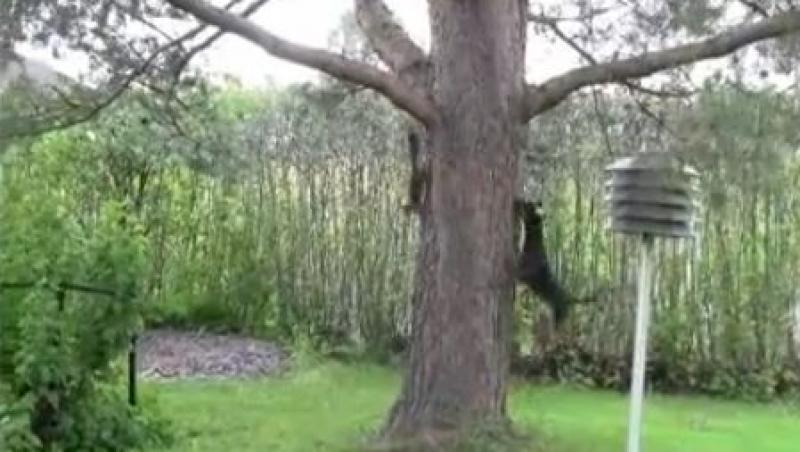 VIDEO! O veverita si un caine se alearga in jurul pomului