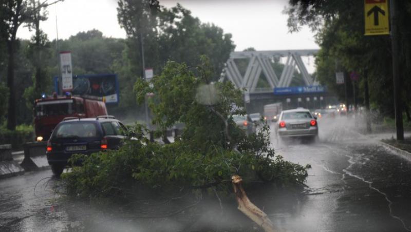 Furtuna in Bucuresti: Ploaie torentiala si copaci cazuti