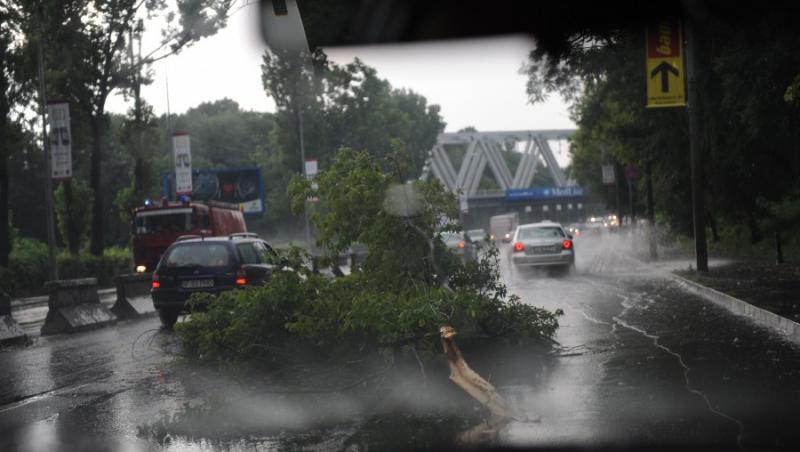 Furtuna in Bucuresti: Ploaie torentiala si copaci cazuti