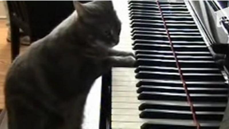 VIDEO! Ascult-o pe prima pisica pianista din lume!