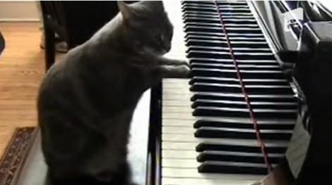VIDEO! Ascult-o pe prima pisica pianista din lume!