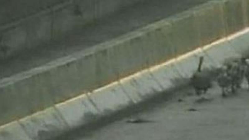 VIDEO! O familie de gaste a fost escortata de trei patrule pe o autostrada din Canada