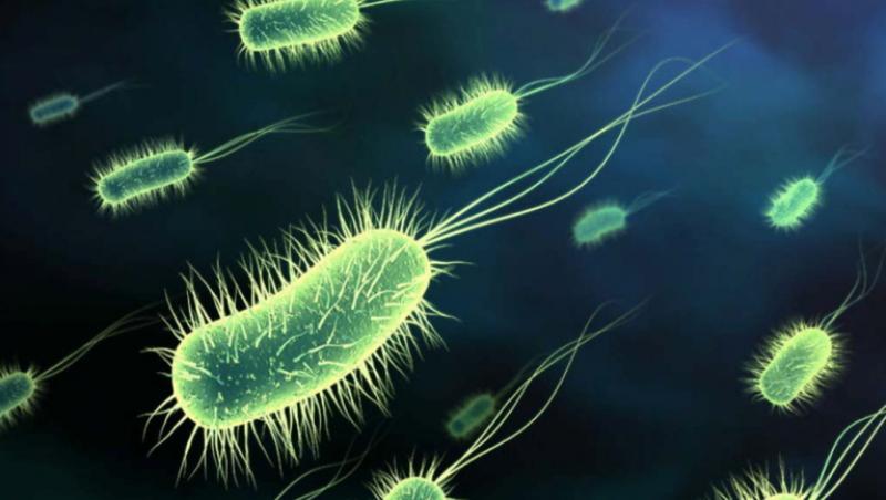VIDEO! Exista si bacterii care ne intretin sanatatea
