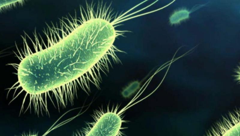 VIDEO! Exista si bacterii care ne intretin sanatatea