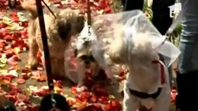 VIDEO! Zeci de cupluri canine s-au casatorit la Lima