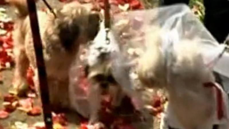 VIDEO! Zeci de cupluri canine s-au casatorit la Lima