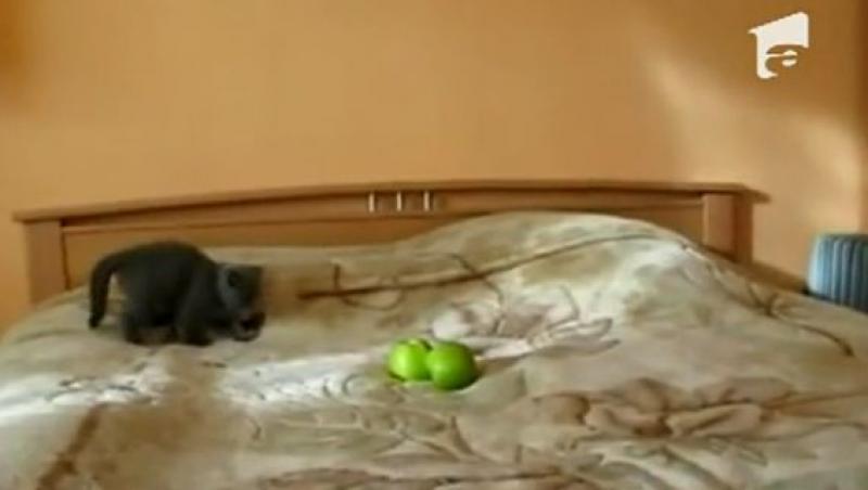VIDEO! Vezi cum o pisica se sperie de moarte de doua mere verzi!