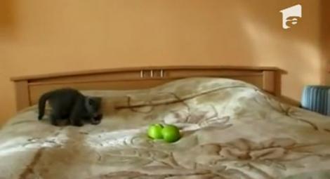 VIDEO! Vezi cum o pisica se sperie de moarte de doua mere verzi!