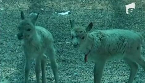 VIDEO! Pui de antilopa, salvat de la moarte de o echipa de alpinisti