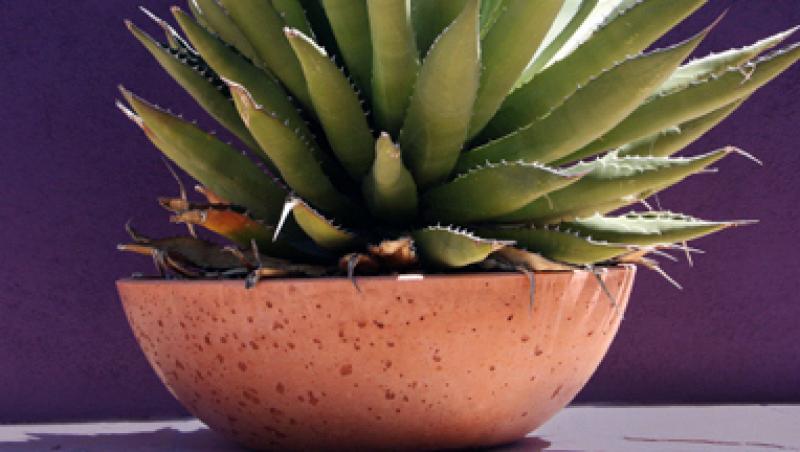Agave - spectaculoasa planta spada