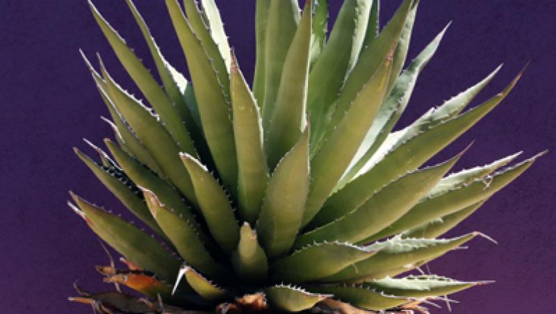 Agave - spectaculoasa planta spada