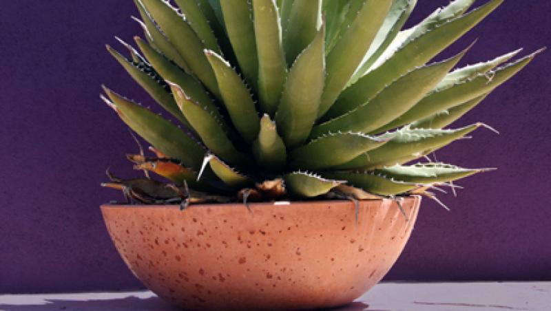 Agave - spectaculoasa planta spada