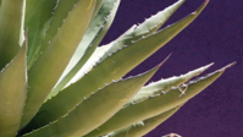 Agave - spectaculoasa planta spada