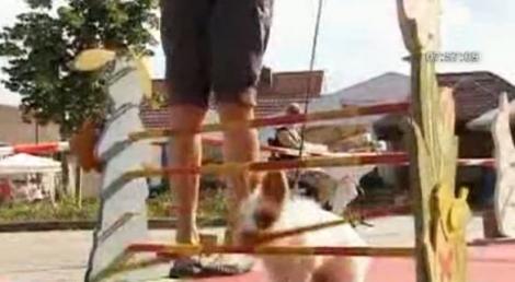 VIDEO! Cursele cu obstacole pentru iepuri, noul sport national din Germania