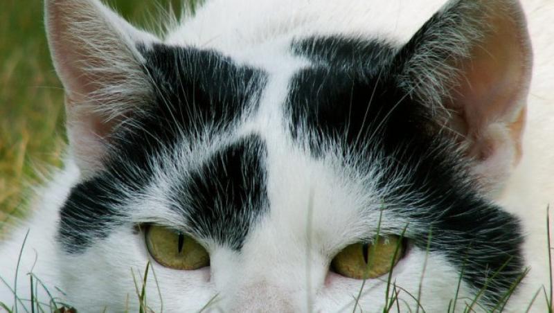 De ce mananca pisicile iarba?