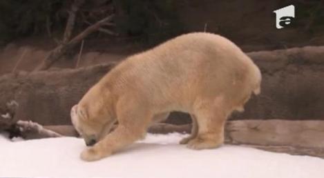 VIDEO! Ursii polari de la un zoo din SUA au primit in dar zapada