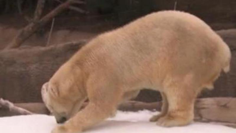 VIDEO! Ursii polari de la un zoo din SUA au primit in dar zapada