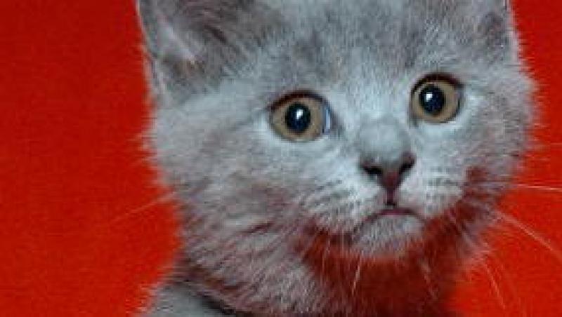 Charteux - felina cu ochi de chihilimbar