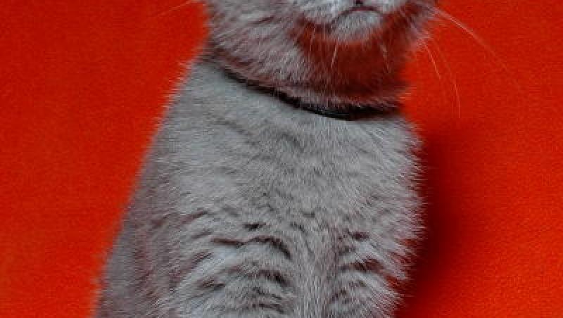 Charteux - felina cu ochi de chihilimbar