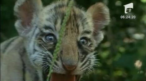 VIDEO! Targu Jiu: Doi pui de tigru siberian, vedete la zoo