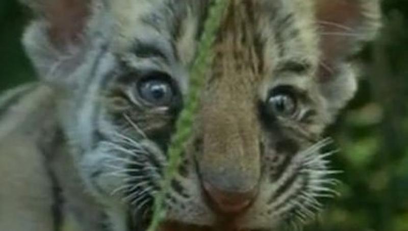 VIDEO! Targu Jiu: Doi pui de tigru siberian, vedete la zoo