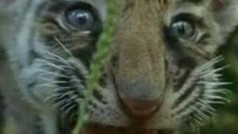 VIDEO! Targu Jiu: Doi pui de tigru siberian, vedete la zoo